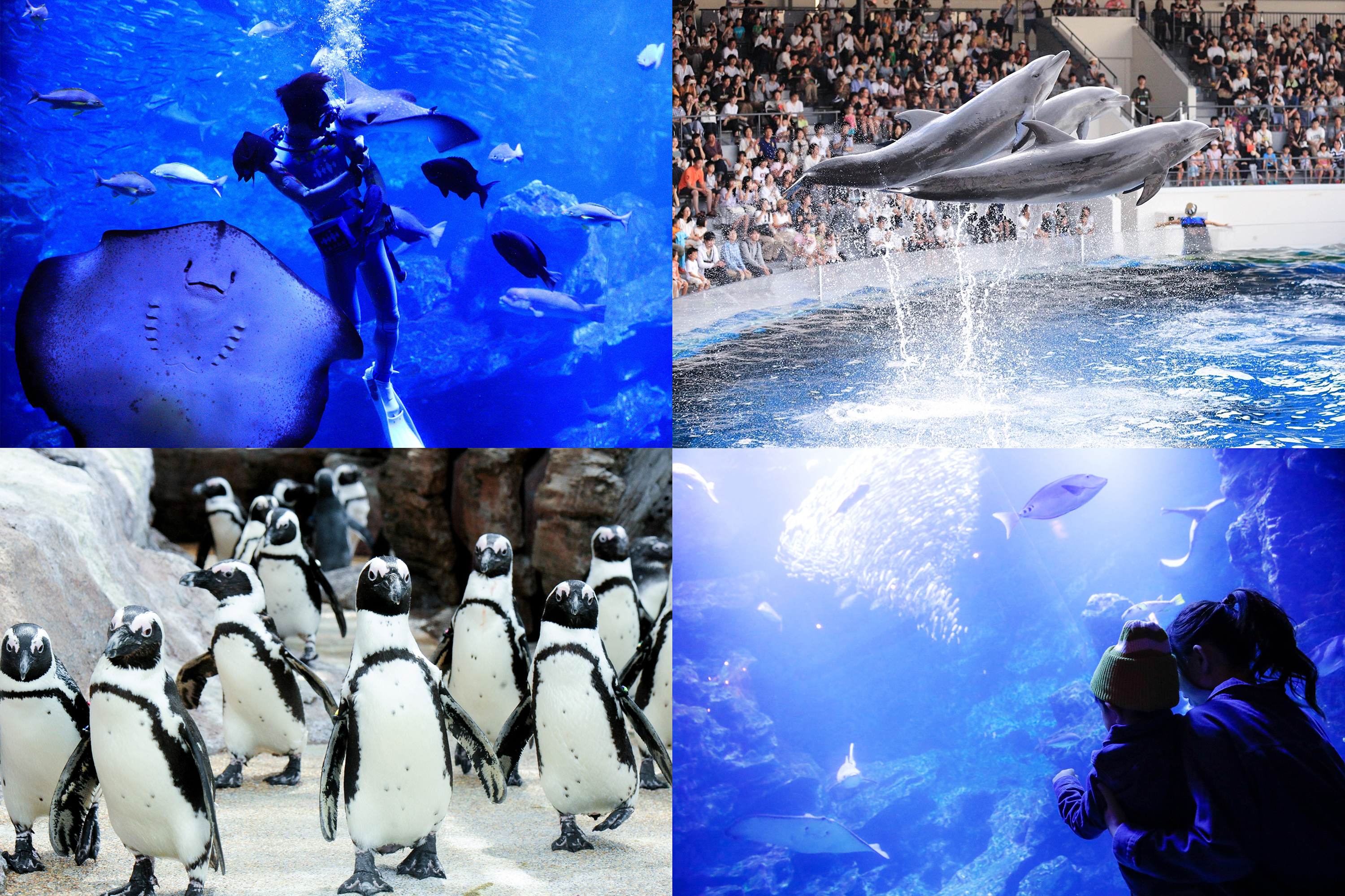 京都水族館